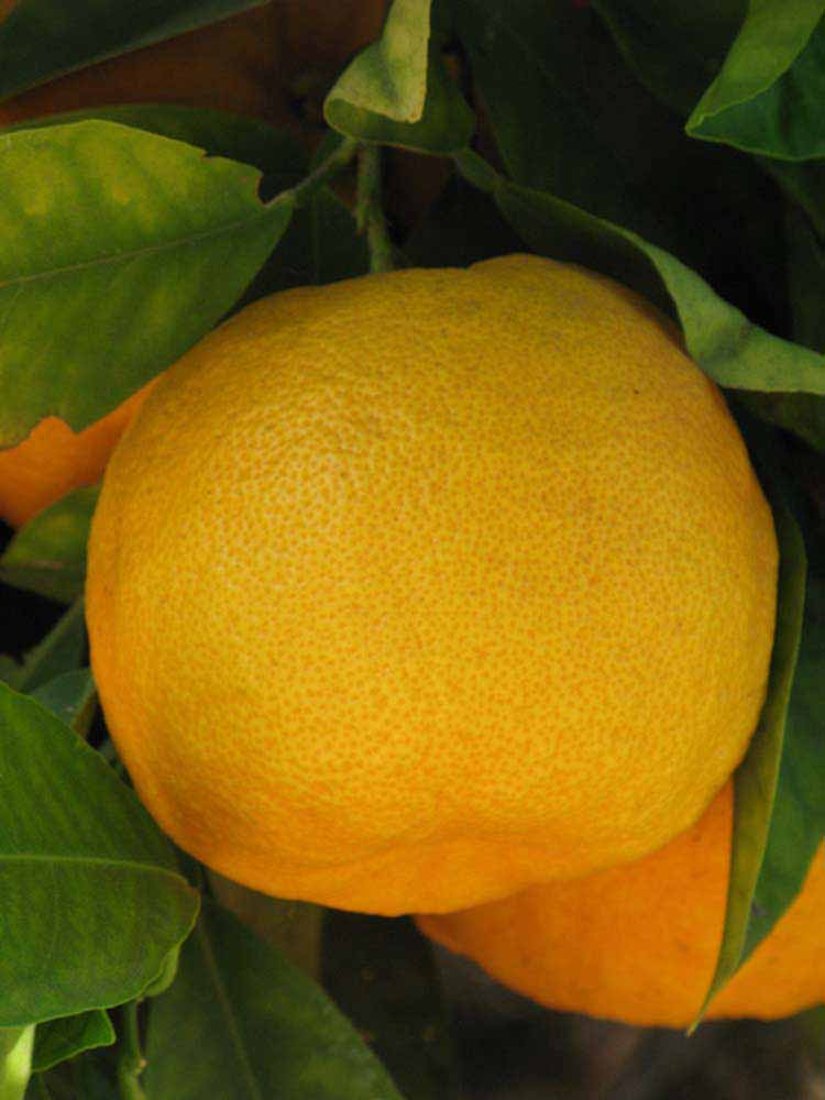            Fruit (Riverside, CA)   